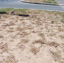مساحات خضراء تموت عطشاً بدار التونسي … أصابع الاتهام تتجه صوب المجلس الجماعي بمراكش والشركة المفوض لها