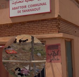 مجزرة تحناوت البلدية الجديدة: هل تتحول "منارة التأهيل الصحي" إلى بؤرة للتلوث والكلاب الضالة؟