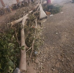 جريمة بيئية بشارع علال الفاسي تستنفر الضمير المراكشي