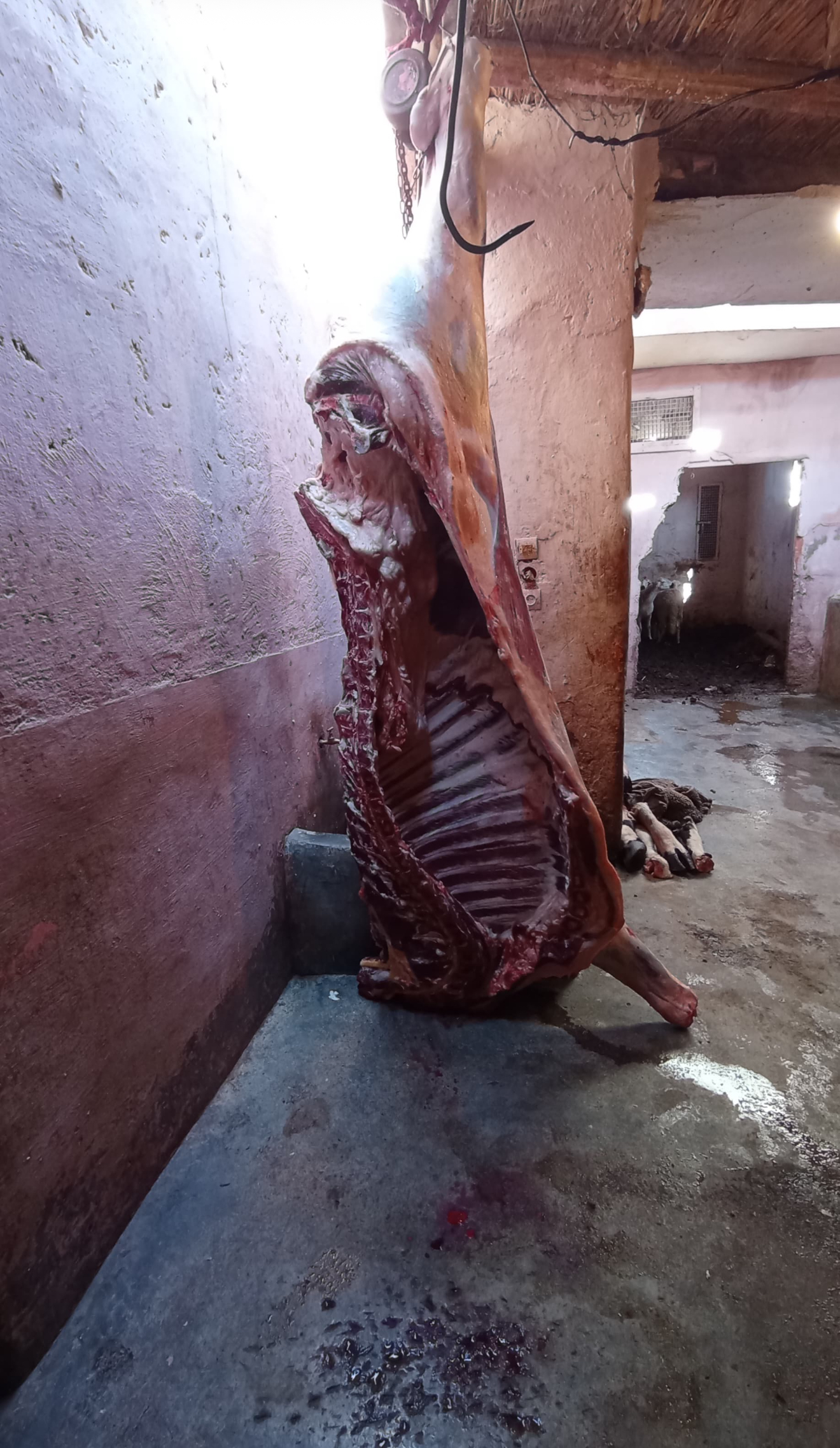 البنادة "لعبة القط والفأر" بالنخيل الجنوبي.. مَن يبيع "أجندة" الحملات التمشيطية لمافيا اللحوم؟