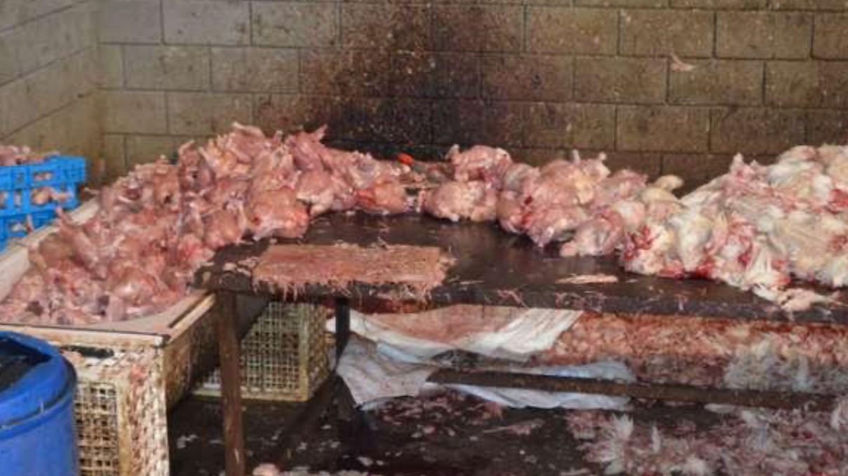 ديدان ودجاج نافق ينهيان أنشطة محل في ظروف صحية كارثية