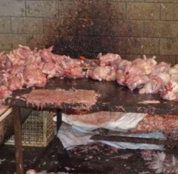 ديدان ودجاج نافق ينهيان أنشطة محل في ظروف صحية كارثية