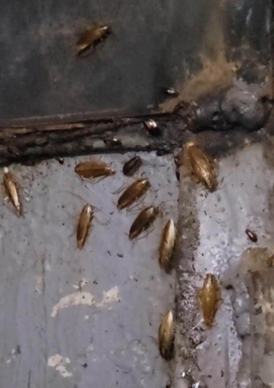 "كوكتيل" من الأوساخ والصراصير داخل مخبزة شهيرة بالداوديات بعد مراقبة لجنة مختلطة لها