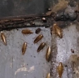 "كوكتيل" من الأوساخ والصراصير داخل مخبزة شهيرة بالداوديات بعد مراقبة لجنة مختلطة لها