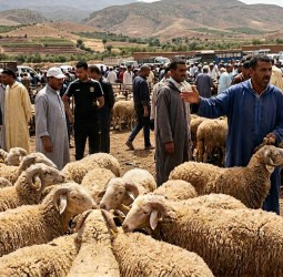 أضاحي العيد بالحوز.. الأسعار المرتفعة تكذب تطمينات وزير الفلاحة