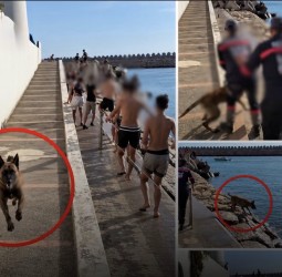 أكادير.. إحالة شخصين على النيابة العامة للاشتباه في تعنيف قاصر وتحريض كلب على أطفال