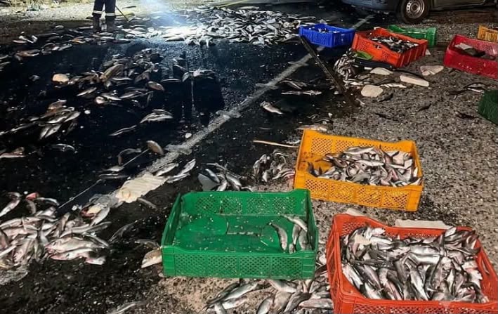 مصرع سائق «بيكوب» محملة بالأسماك وإصابة مرافقه في اصطدام بشاحنة