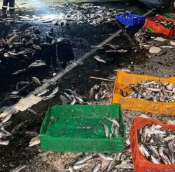 مصرع سائق «بيكوب» محملة بالأسماك وإصابة مرافقه في اصطدام بشاحنة